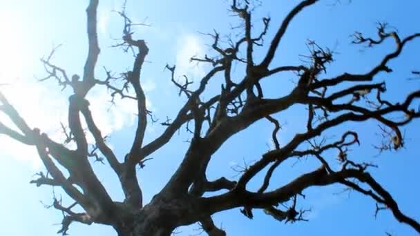 Сухое дерево и небо — стоковое видео